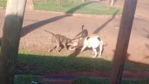 Vecinos denuncian ataques reiterados de perros y reclaman intervención de las autoridades imagen-2