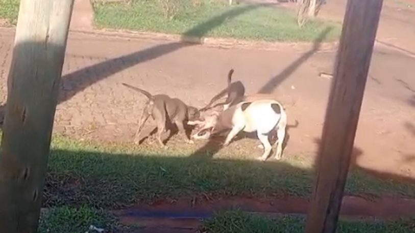 Vecinos denuncian ataques reiterados de perros y reclaman intervención de las autoridades Vecinos denuncian ataques reiterados de perros y reclaman intervención de las autoridades imagen-4