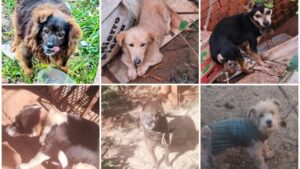 Encontraron a la más de la mitad de los perros entregados en adopción en Guaraní Encontraron a la más de la mitad de los perros entregados en adopción en Guaraní imagen-1
