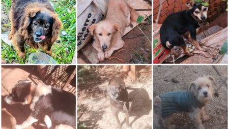 Encontraron a la más de la mitad de los perros entregados en adopción en Guaraní imagen-12
