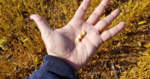 La soja se vende pero los productores evitan fijar el precio de antemano La soja se vende pero los productores evitan fijar el precio de antemano imagen-4