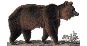 Animales extintos: el oso que habitó África y fue víctima de la tala y la caza indiscriminada imagen-4