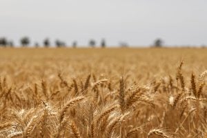 Iraeta destacó la cosecha récord de granos y reafirmó el compromiso del Gobierno con el sector agropecuario Iraeta destacó la cosecha récord de granos y reafirmó el compromiso del Gobierno con el sector agropecuario imagen-7
