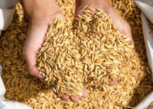 Nueva resolución del INASE: cómo funcionará el control de semillas impulsado por Sturzenegger que reabre el debate en el agro imagen-7