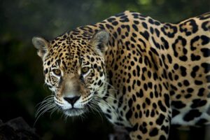 Naciones Unidas distinguió a Misiones entre 200 iniciativas globales por el seguro del yaguareté imagen-3