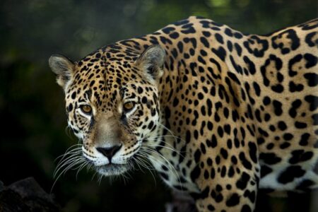 Naciones Unidas distinguió a Misiones entre 200 iniciativas globales por el seguro del yaguareté imagen-6