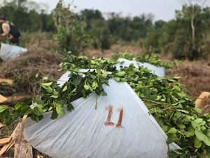 Exsecretario de Agricultura de Nación sobre la crisis yerbatera: “Hay que buscar herramientas para mejorar la competitividad productiva” imagen-7