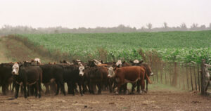 Compitiendo por la tierra… imagen-3