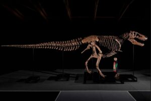 Confirmado por la ciencia: el fósil de un T-Rex encontrado en una granja de EE.UU. y subastado por U$50,1 millones Confirmado por la ciencia: el fósil de un T-Rex encontrado en una granja de EE.UU. y subastado por U$50,1 millones imagen-1