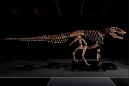 Confirmado por la ciencia: el fósil de un T-Rex encontrado en una granja de EE.UU. y subastado por U$50,1 millones Confirmado por la ciencia: el fósil de un T-Rex encontrado en una granja de EE.UU. y subastado por U$50,1 millones imagen-6