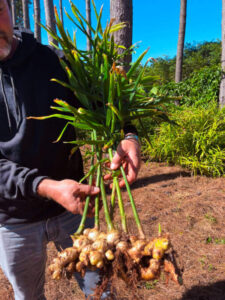 Biofábrica impulsa el cultivo de jengibre con rizomas de alta calidad para diversificar la producción en Misiones Biofábrica impulsa el cultivo de jengibre con rizomas de alta calidad para diversificar la producción en Misiones imagen-1