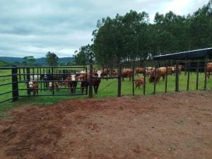 Alba Posse construye un predio para remates con capacidad para más de 2.500 animales imagen-6