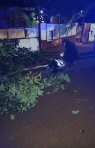 Intentó robar paltas pero cayó del árbol y terminó con graves lesiones: fue operado de urgencia en Posadas imagen-1