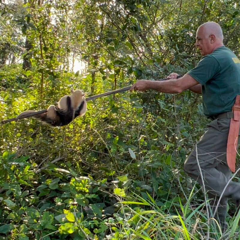 La Policía rescató un oso melero y un venado bebé para devolverlos a su hábitat natural La Policía rescató un oso melero y un venado bebé para devolverlos a su hábitat natural imagen-5
