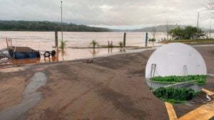El prefeito de Porto Mauá celebró la apertura de un diálogo inédito entre Argentina y Brasil para la construcción de un puente: “Es la mejor salida contra las inundaciones” El prefeito de Porto Mauá celebró la apertura de un diálogo inédito entre Argentina y Brasil para la construcción de un puente: “Es la mejor salida contra las inundaciones” imagen-8