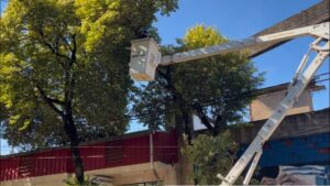 Eldorado realizó 180 intervenciones de arbolado urbano durante junio para fortalecer la seguridad y el cuidado ambiental imagen-73