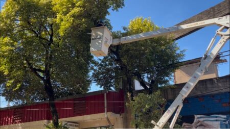 Eldorado realizó 180 intervenciones de arbolado urbano durante junio para fortalecer la seguridad y el cuidado ambiental imagen-69