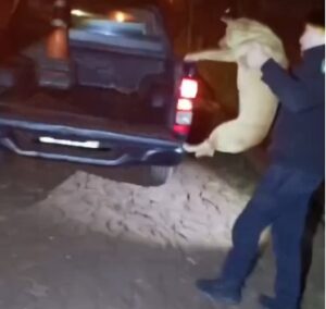 La Policía, Bomberos y una protectora unieron esfuerzos para rescatar y proteger animales en Oberá y Campo Viera imagen-1
