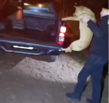 La Policía, Bomberos y una protectora unieron esfuerzos para rescatar y proteger animales en Oberá y Campo Viera imagen-14