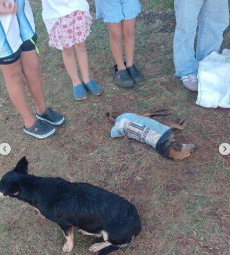 Indignación en Itaembé Guazú: un Pitbull atacó y mató a un perro imagen-5
