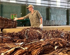La cadena tabacalera analizó desafíos de competitividad y nuevas oportunidades para su desarrollo productivo La cadena tabacalera analizó desafíos de competitividad y nuevas oportunidades para su desarrollo productivo imagen-7