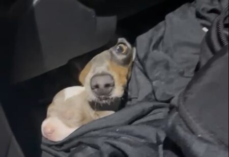 Rescataron a 12 cachorros salchicha que eran transportados de forma ilegal hacia Uruguay imagen-7