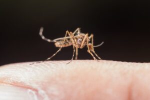 Dengue: tras un inesperado aumento de casos y ante la amenaza de El Niño, buscan intensificar la prevención Dengue: tras un inesperado aumento de casos y ante la amenaza de El Niño, buscan intensificar la prevención imagen-2