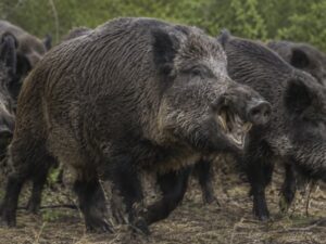 “No me los querría cruzar”: anticipan un crecimiento explosivo del jabalí, que ya provoca pérdidas por US$1600 millones por año imagen-3