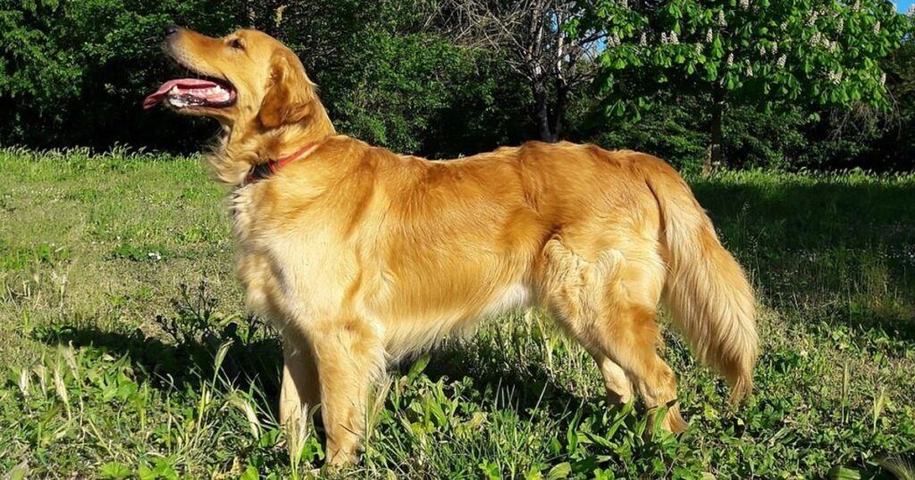 Golden retriever: cuál fue el origen de la raza creada para la caza de aves en Reino Unido imagen-98