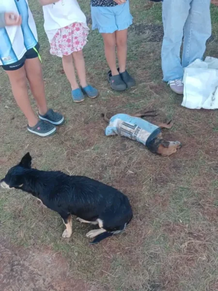 Murió Chiquito, el perro rescatado por Mini Orejas: el ataque de un pitbull terminó con su vida y reclaman cumplir la ley de tenencia responsable imagen-12