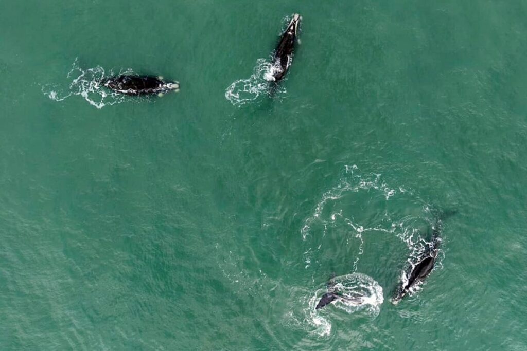 “Le sentí la respiración”: el espectáculo de las ballenas que volvió a sorprender a Costa Esmeralda y Mar del Plata imagen-98
