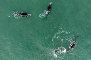 “Le sentí la respiración”: el espectáculo de las ballenas que volvió a sorprender a Costa Esmeralda y Mar del Plata imagen-4