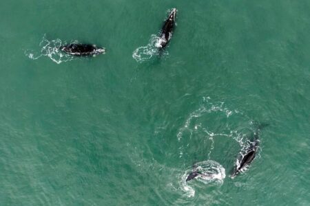 “Le sentí la respiración”: el espectáculo de las ballenas que volvió a sorprender a Costa Esmeralda y Mar del Plata imagen-9
