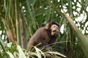 El Proyecto Caí protagoniza un nuevo encuentro del Happy Hour Científico Iguazú imagen-2