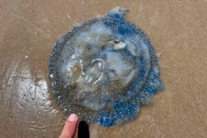 La llamativa especie marina que invade las playas de Texas en pleno Mundial 2026 imagen-2