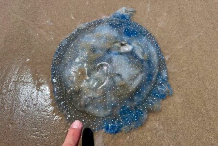 La llamativa especie marina que invade las playas de Texas en pleno Mundial 2026 La llamativa especie marina que invade las playas de Texas en pleno Mundial 2026 imagen-5