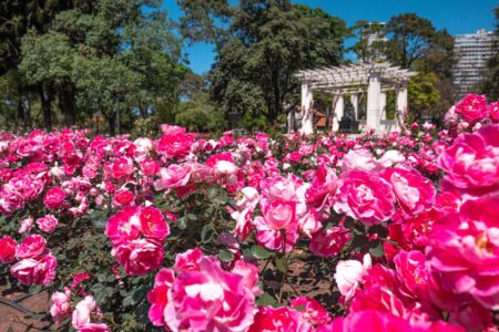 El Rosedal de Palermo regala esquejes: cuándo y dónde retirarlos y el paso a paso para plantar un rosal en casa El Rosedal de Palermo regala esquejes: cuándo y dónde retirarlos y el paso a paso para plantar un rosal en casa imagen-9