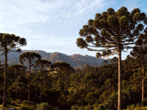 Misiones será sede del V Seminario Binacional de Sustentabilidad de Araucaria imagen-1