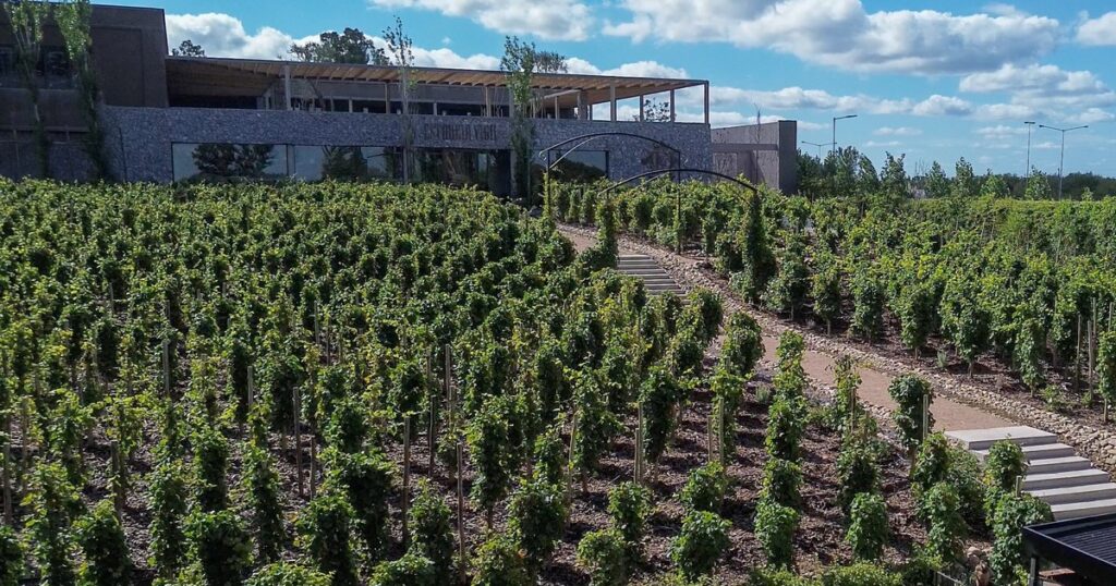 Bodegas y viñedos a menos de dos horas de Buenos Aires para hacer una escapada con vino y campo imagen-5