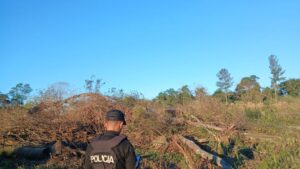Trabajador rural murió aplastado por un árbol mientras realizaba tareas de poda en El Soberbio Trabajador rural murió aplastado por un árbol mientras realizaba tareas de poda en El Soberbio imagen-1
