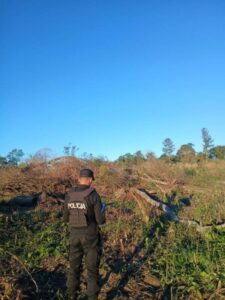 Murió un trabajador rural al ser aplastado por un árbol mientras realizaba tareas de poda en El Soberbio imagen-1