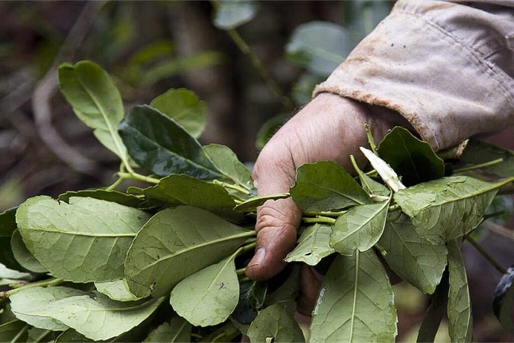 Frente común ante Sturzenegger: Misiones, productores y tareferos rechazaron la desregulación yerbatera imagen-5