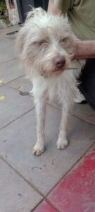 Buscan a la familia de un perro perdido que apareció en la zona de avenida Santa Catalina y Martín Fierro Buscan a la familia de un perro perdido que apareció en la zona de avenida Santa Catalina y Martín Fierro imagen-1
