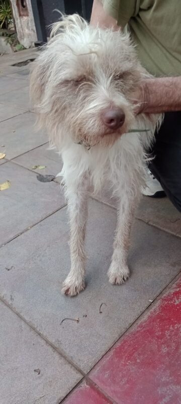 Buscan a la familia de un perro perdido que apareció en la zona de avenida Santa Catalina y Martín Fierro imagen-19