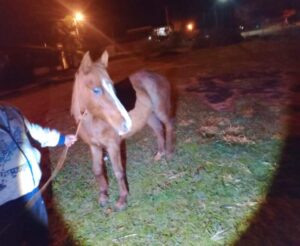Un automovilista chocó contra un caballo sobre la Ruta 204 Un automovilista chocó contra un caballo sobre la Ruta 204 imagen-1