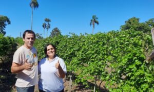 Con ñame, papaya y maracuyá, desde San Javier compiten con la fruta importada imagen-3
