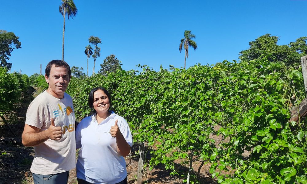 Con ñame, papaya y maracuyá, desde San Javier compiten con la fruta importada Con ñame, papaya y maracuyá, desde San Javier compiten con la fruta importada imagen-5