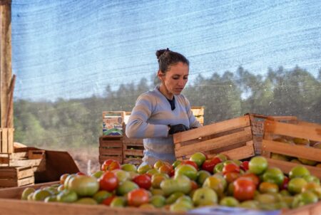 Misiones suma tecnología para diversificar la producción en zonas tabacaleras imagen-7