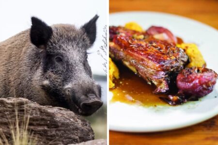 Una provincia impulsa una ley para permitir la venta formal de carne de jabalí, una especie que llegó a una zona muy turística Una provincia impulsa una ley para permitir la venta formal de carne de jabalí, una especie que llegó a una zona muy turística imagen-6