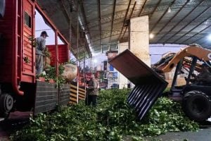 Coninagro confirmó un escenario crítico y Safrán reclamó respuestas para las economías regionales Coninagro confirmó un escenario crítico y Safrán reclamó respuestas para las economías regionales imagen-6